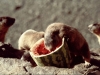 esotic-food
